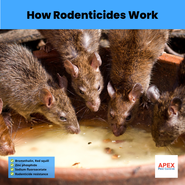 how rodenticides work