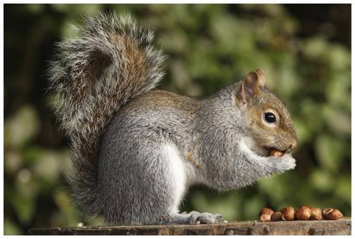 How Squirrels are a Bigger Threat than you think