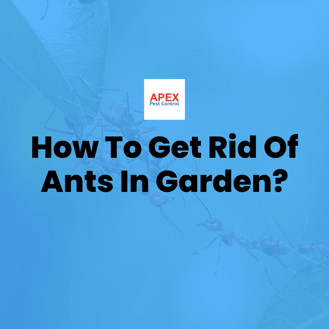 How To Get Rid Of Ants In Garden