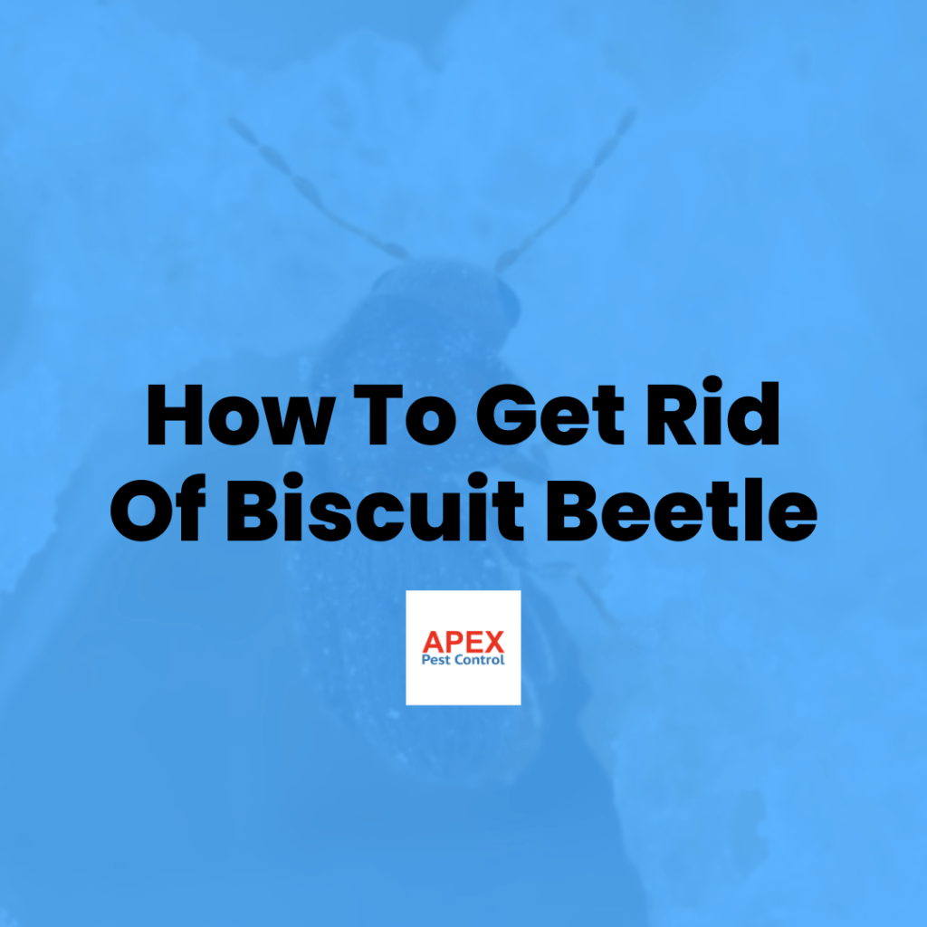 Biscuit Beetles 