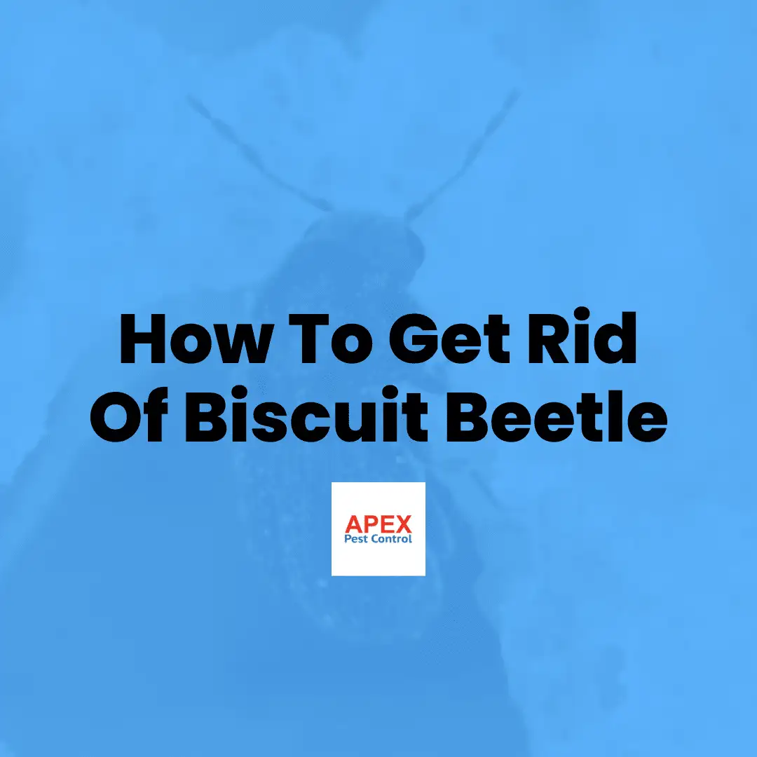 How To Get Rid Of Biscuit Beetle