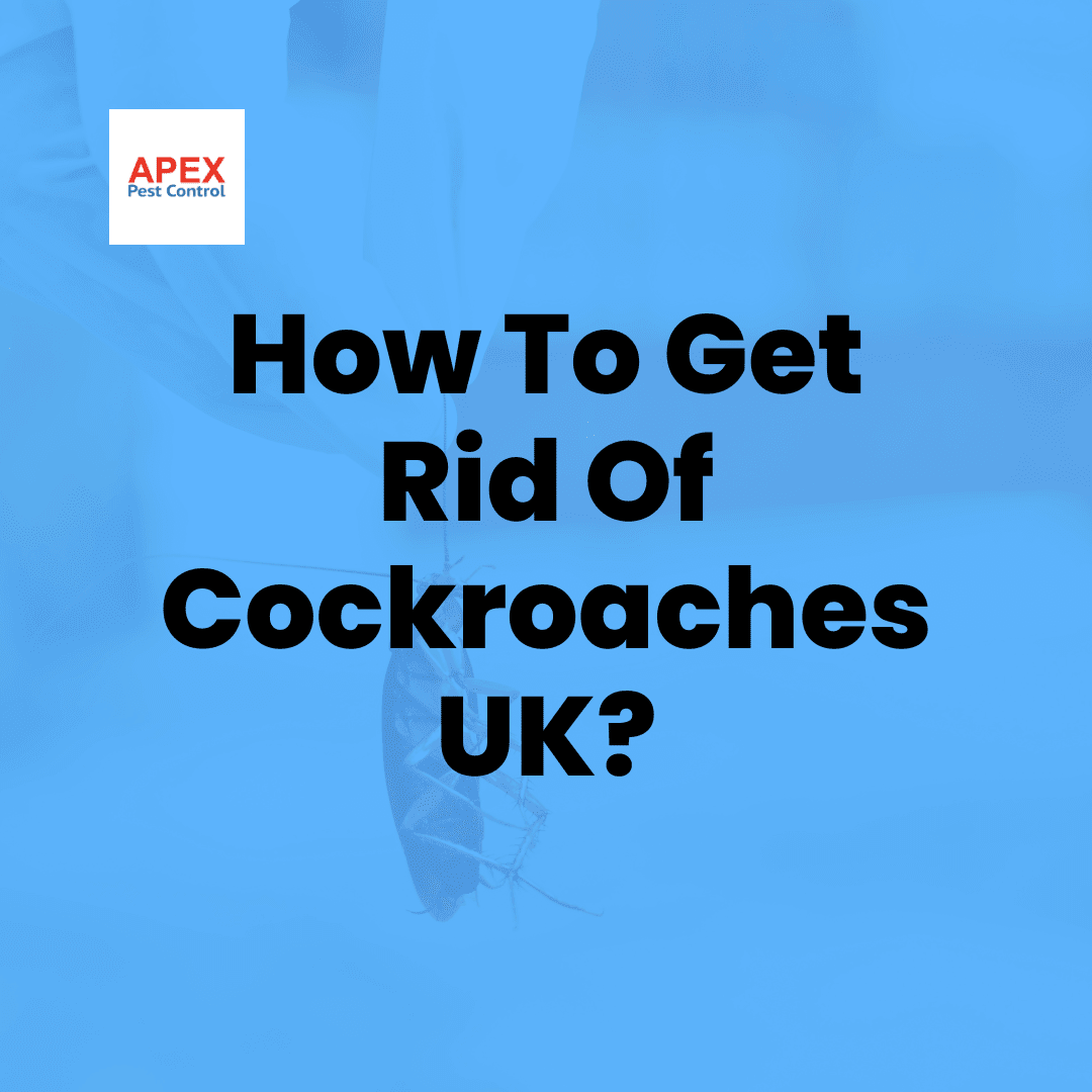 How To Get Rid Of Cockroaches UK