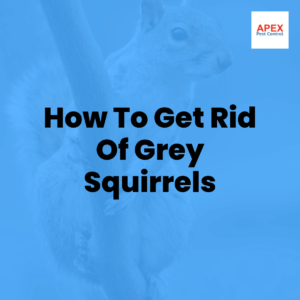 How To Get Rid Of Grey Squirrels