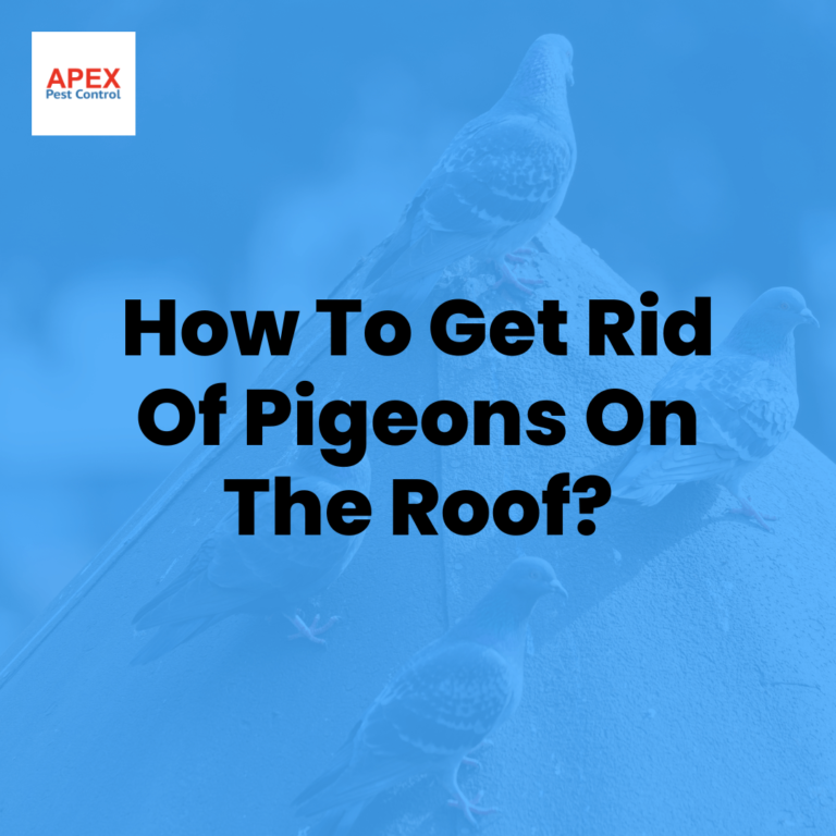 How To Get Rid Of Pigeons On The Roof?