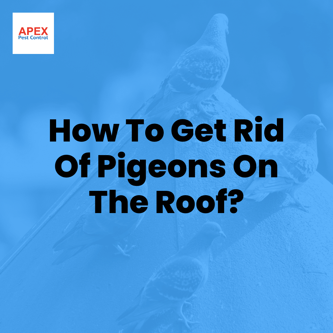 How To Get Rid Of Pigeons On The Roof | Apex Pest Control