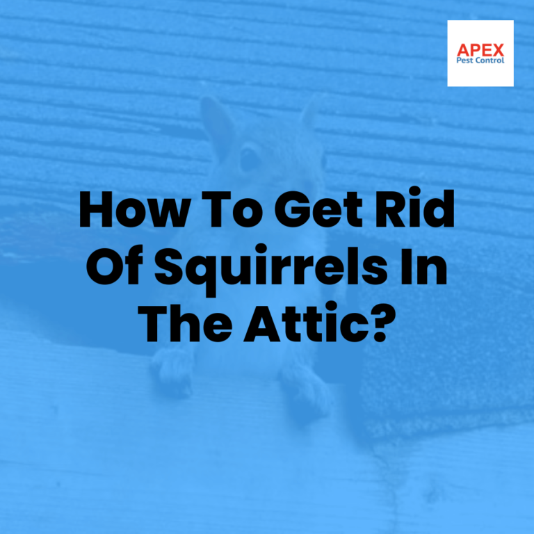 How To Get Rid Of Squirrels In The Attic?