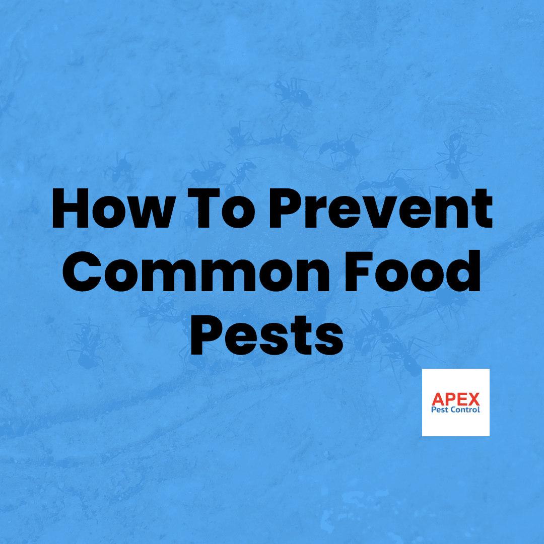 How To Prevent Common Food Pests From Invading Your Space