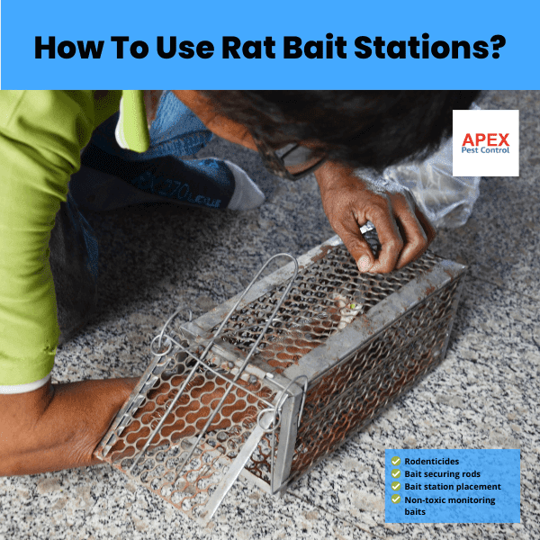 How To Use Rat Bait Stations