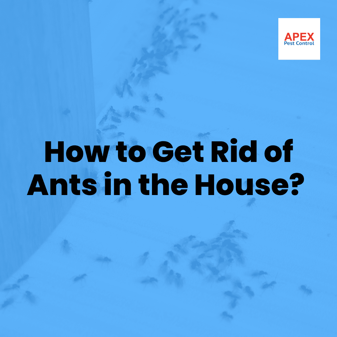 How to Get Rid of Ants in the House