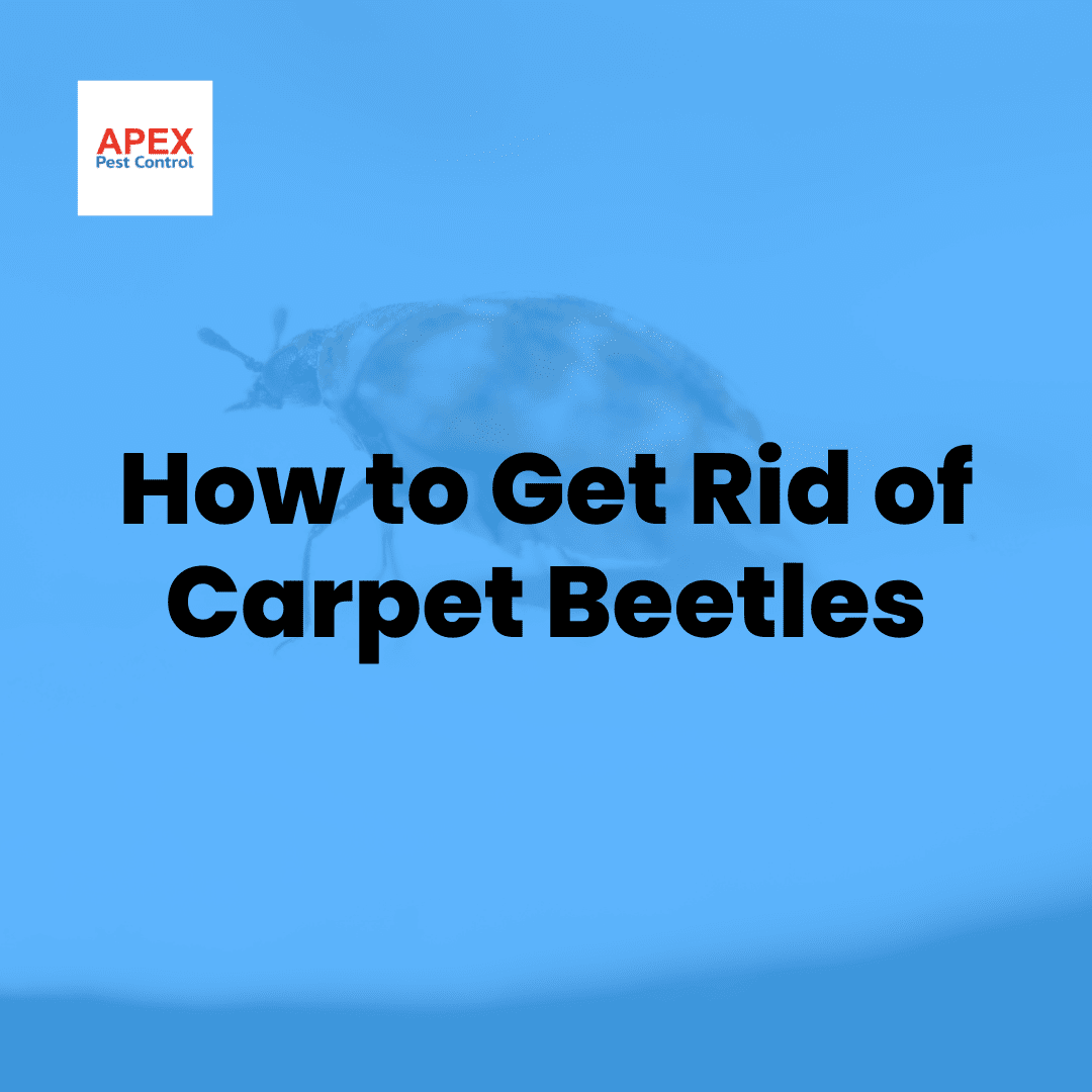 How to Get Rid of Carpet Beetles