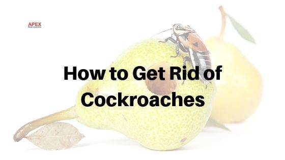 how to get rid of cockroaches