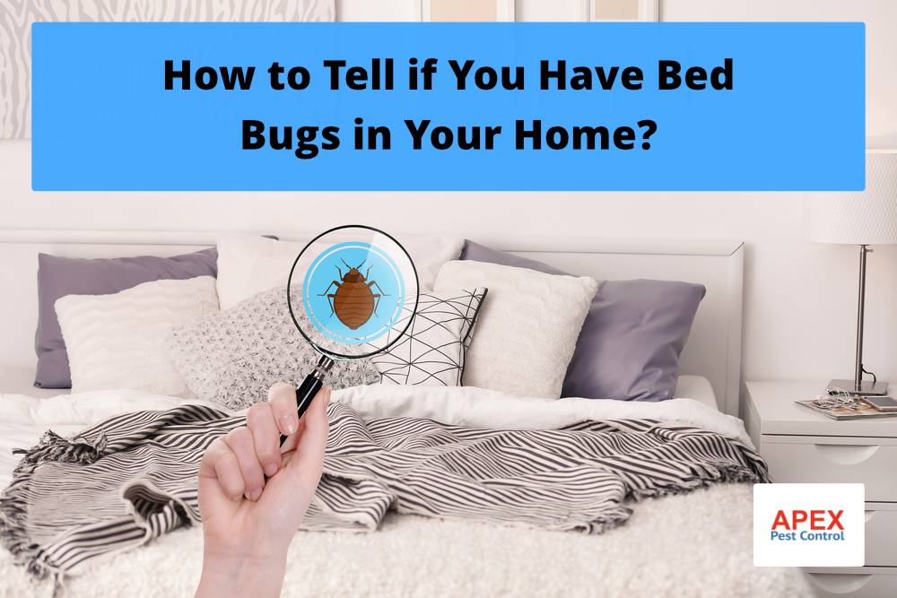 How to Tell if You Have Bed Bugs in Your Home?