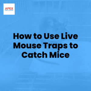 how to use live mouse traps to catch mice