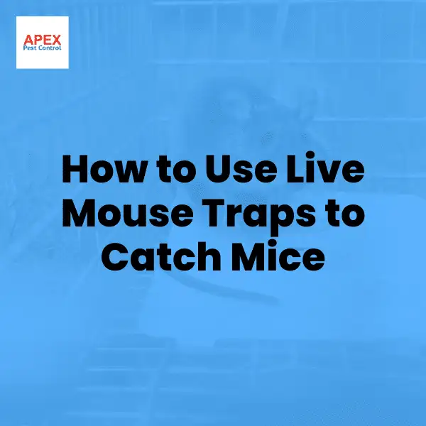 how to use live mouse traps to catch mice