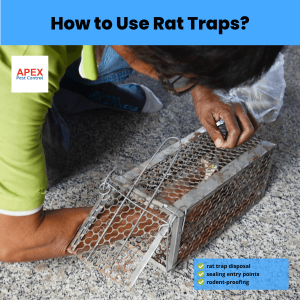 how to use rat traps