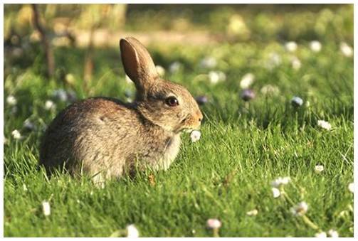 How to tackle rabbits in a humane way