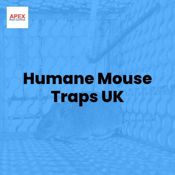 humane mouse traps uk