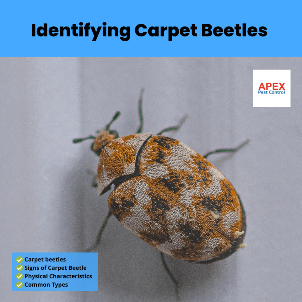 Identifying Carpet Beetles