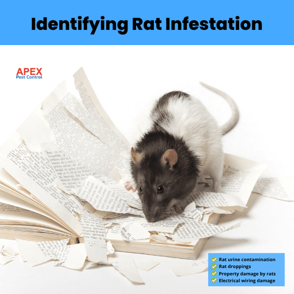 identifying rat infestation