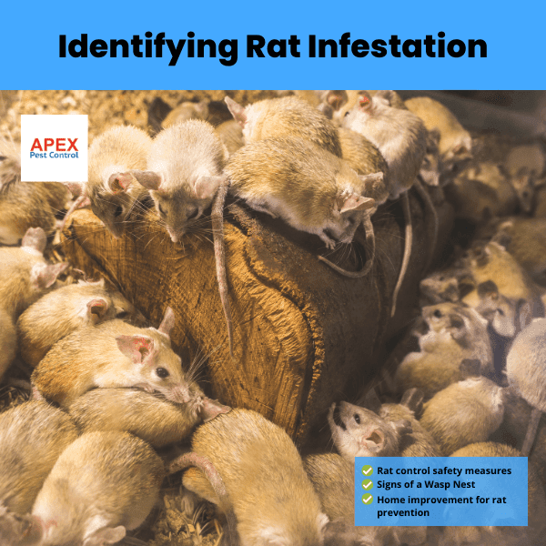 Identifying Rat Infestation