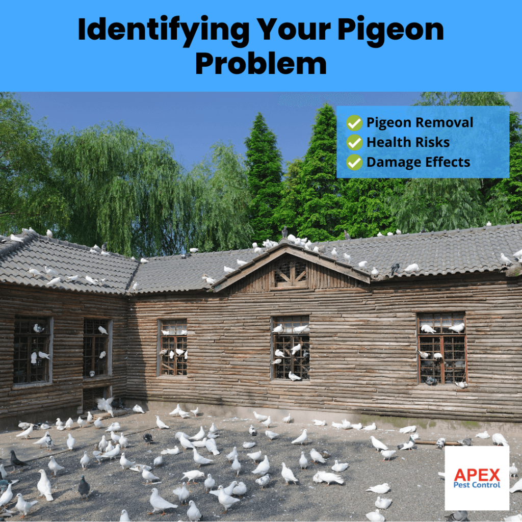 Identifying-Your-Pigeon-Problem