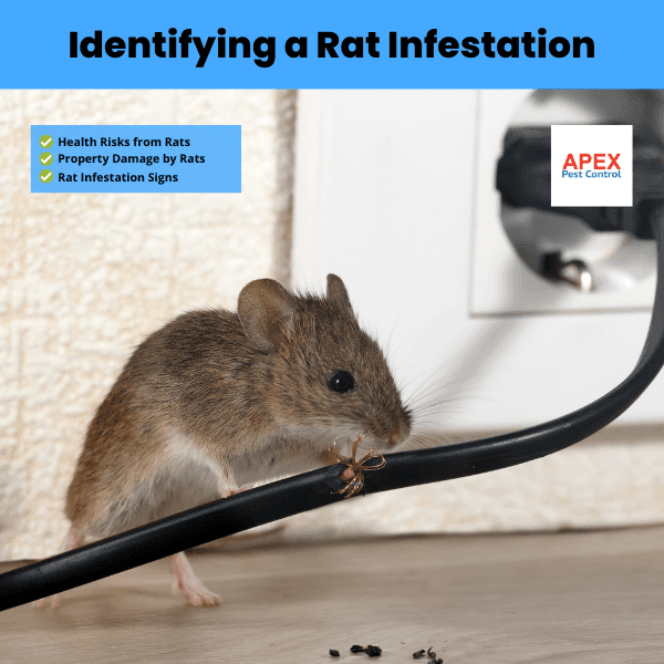 Identifying a Rat Infestation