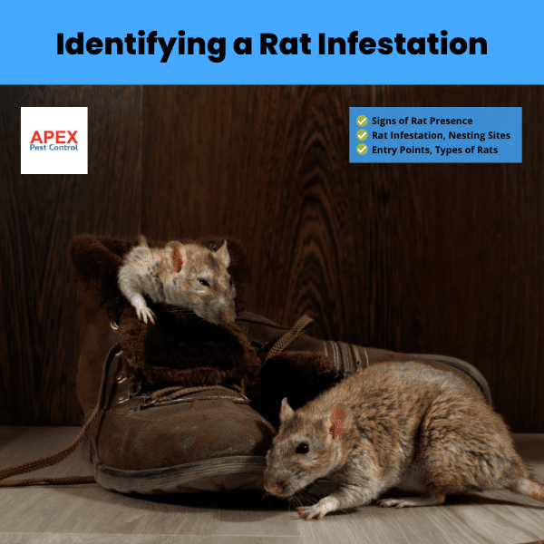 Identifying a Rat Infestation