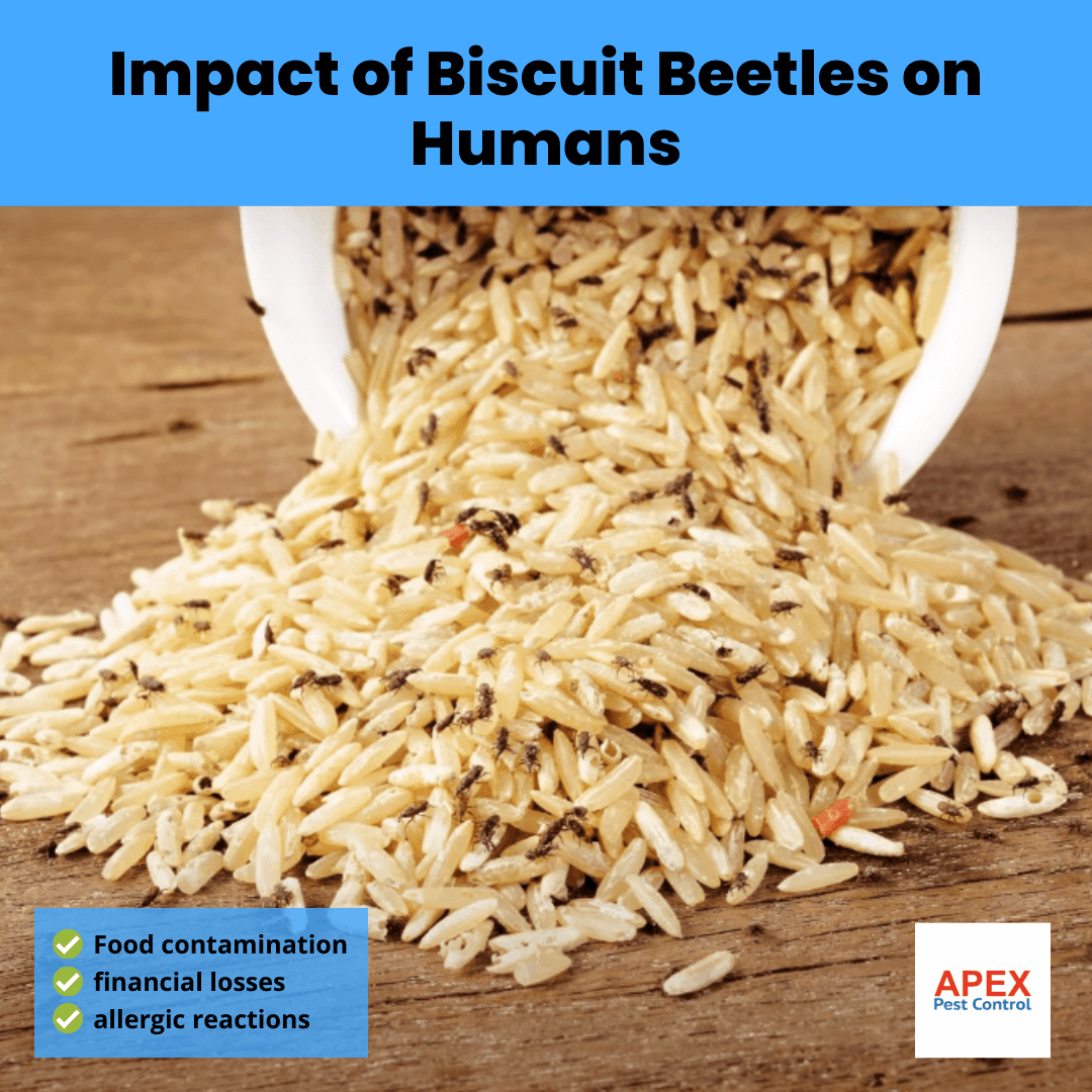 Impact of Biscuit Beetles on Humans