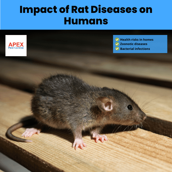 impact of rat diseases on humans