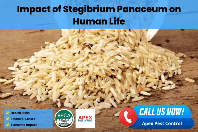 Impact of Stegibrium Panaceum on Human Life