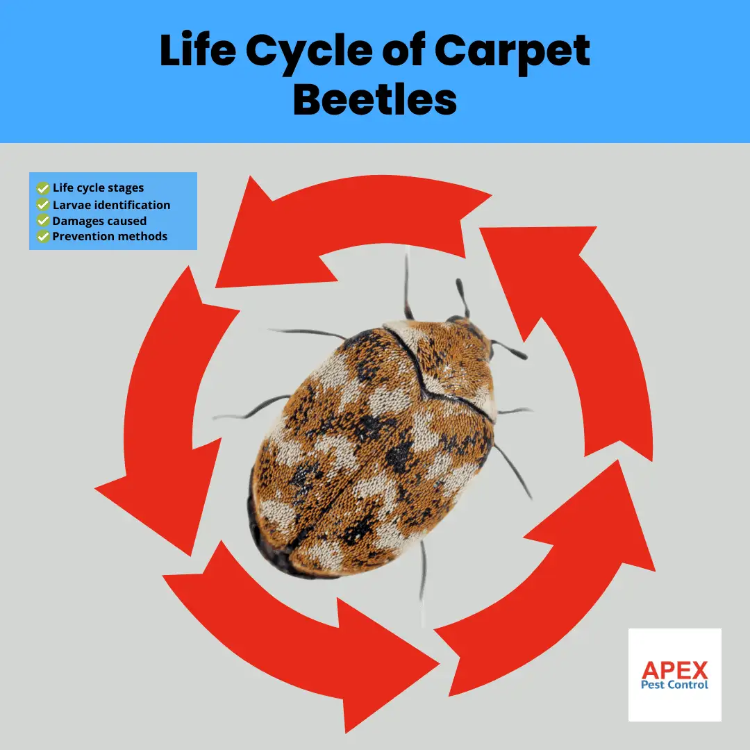 Life Cycle of Carpet Beetles