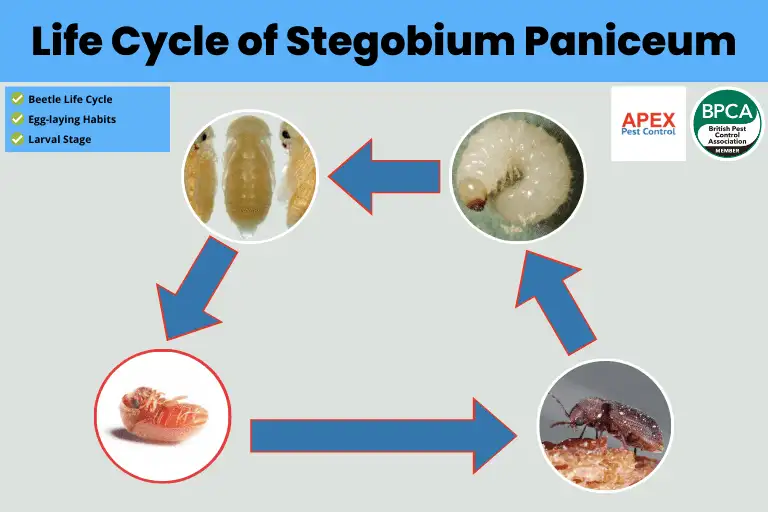 Life Cycle of Stegobium Paniceum