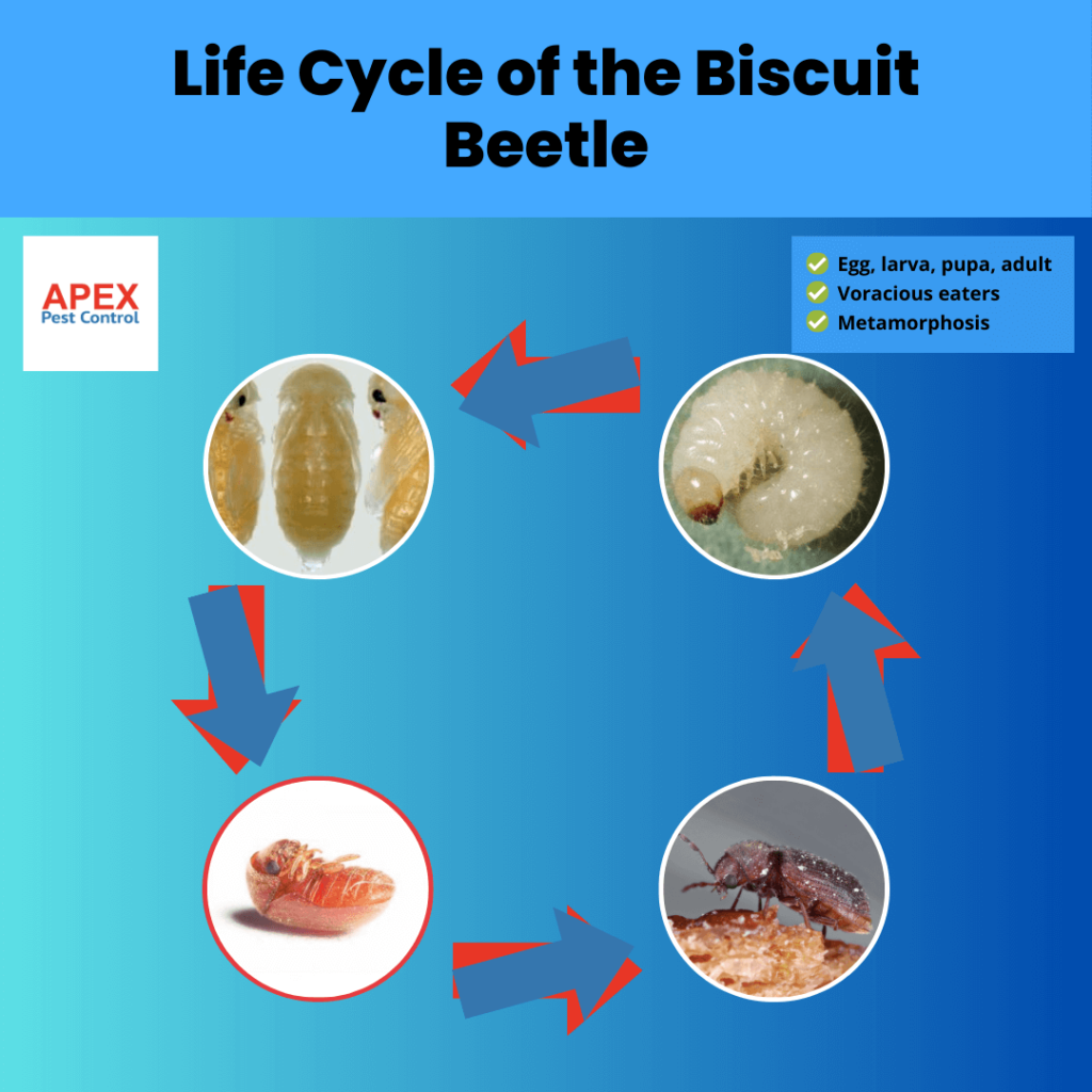 Life Cycle of the Biscuit Beetle