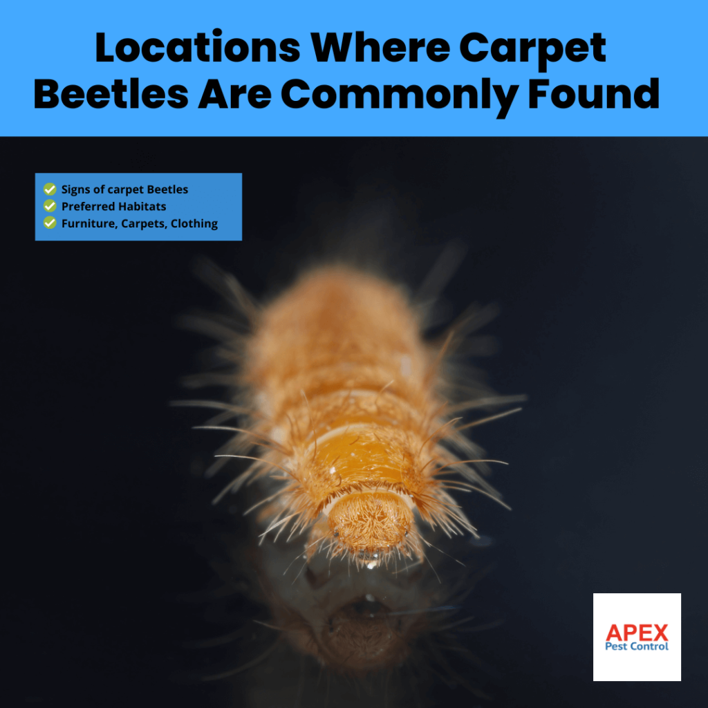 Locations Where Carpet Beetles Are Commonly Found