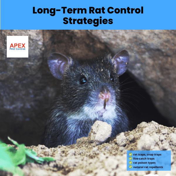 Long-Term Rat Control Strategies