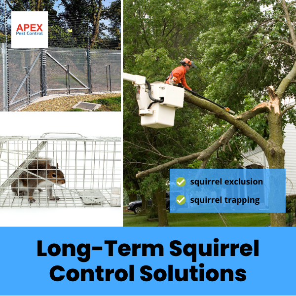 Long-Term Squirrel Control Solutions
