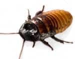 Madagascar cockroach short and stuby
