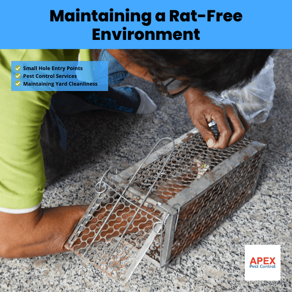 maintaining a rat free environment