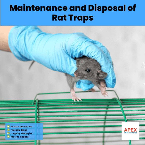 maintenance and disposal of rat traps