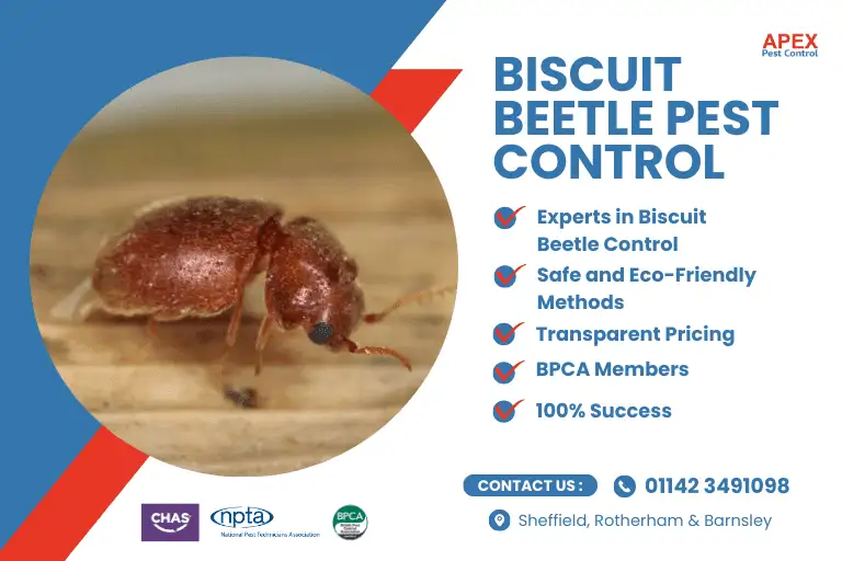 Management and Control of Stegibrium Panaceum