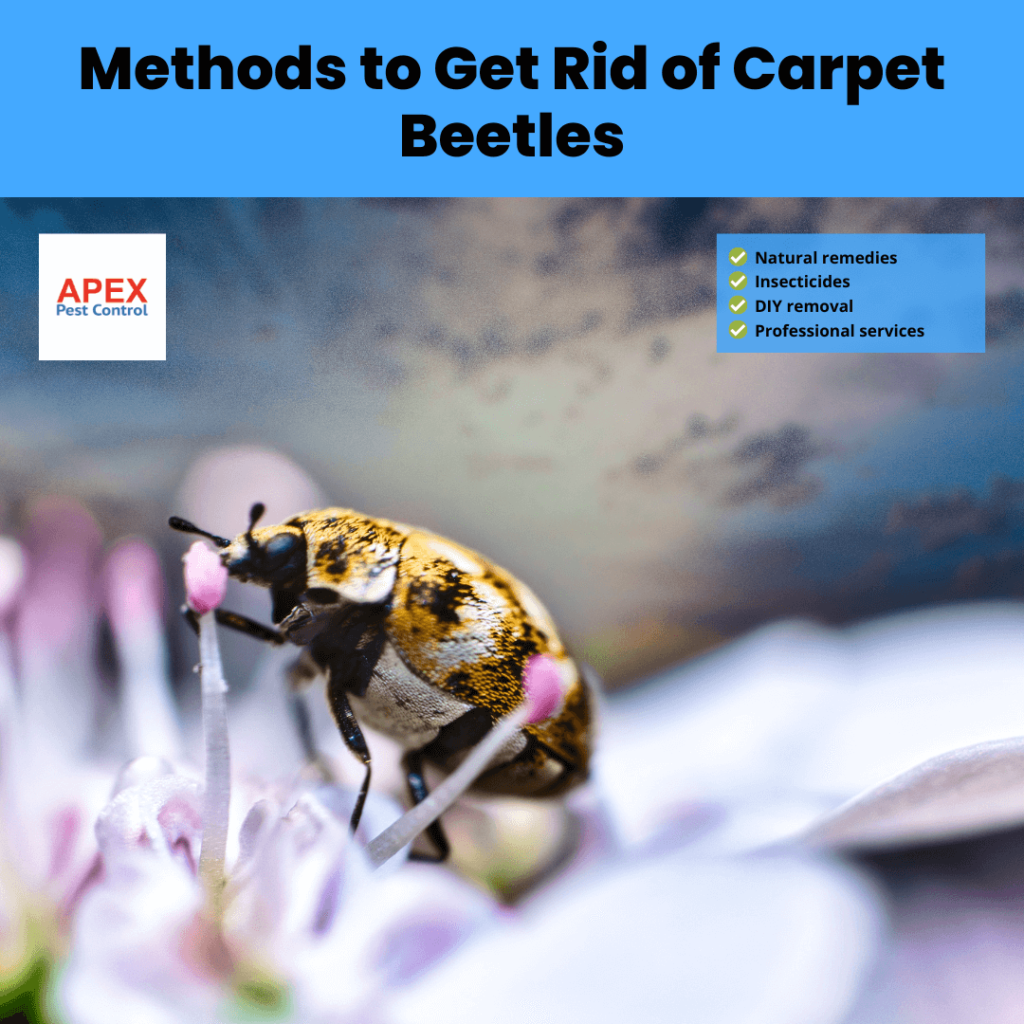 Methods to Get Rid of Carpet Beetles