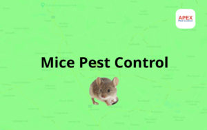 Mice Pest control Barnsley