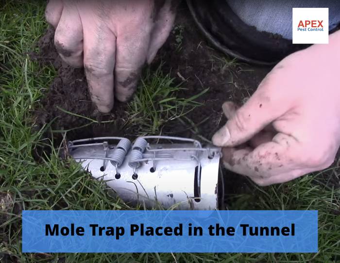 Mole catcher