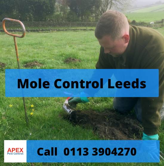 Mole control Leeds