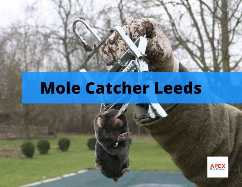 Moles Leeds