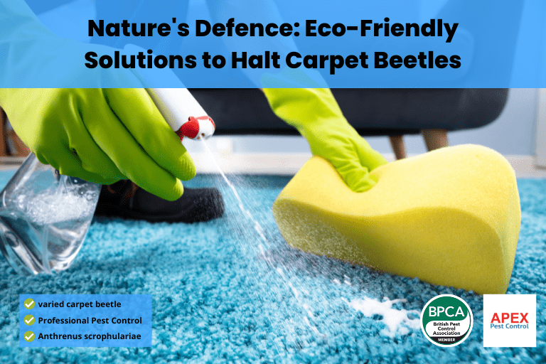 carpet beetle carpet beetle pest control carpet beetle treatment black carpet beetle