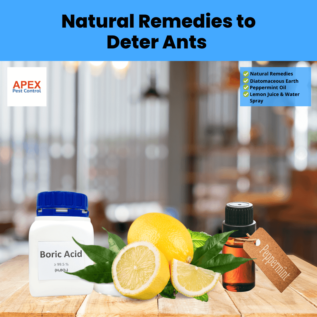 Natural Remedies to Deter Ants