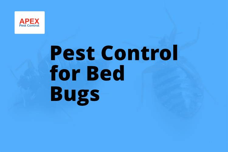 Why Should You Hire Pest Control for Bed Bugs?