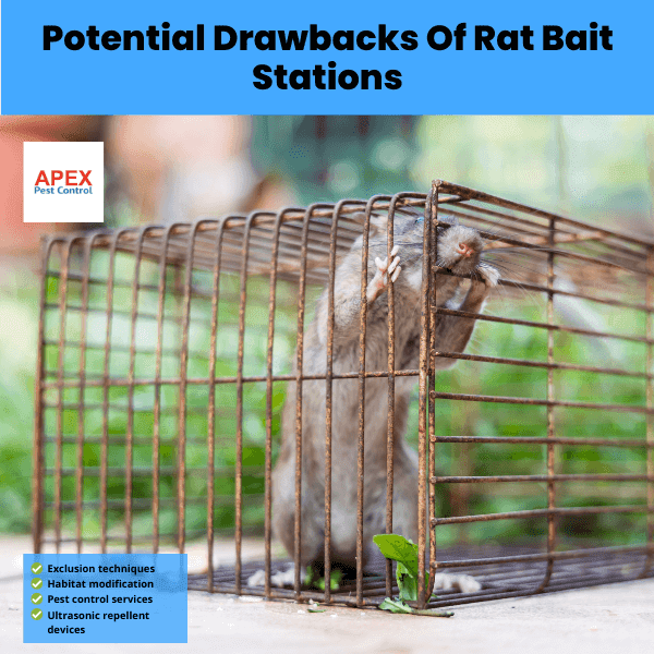 Potential Drawbacks Of Rat Bait Stations