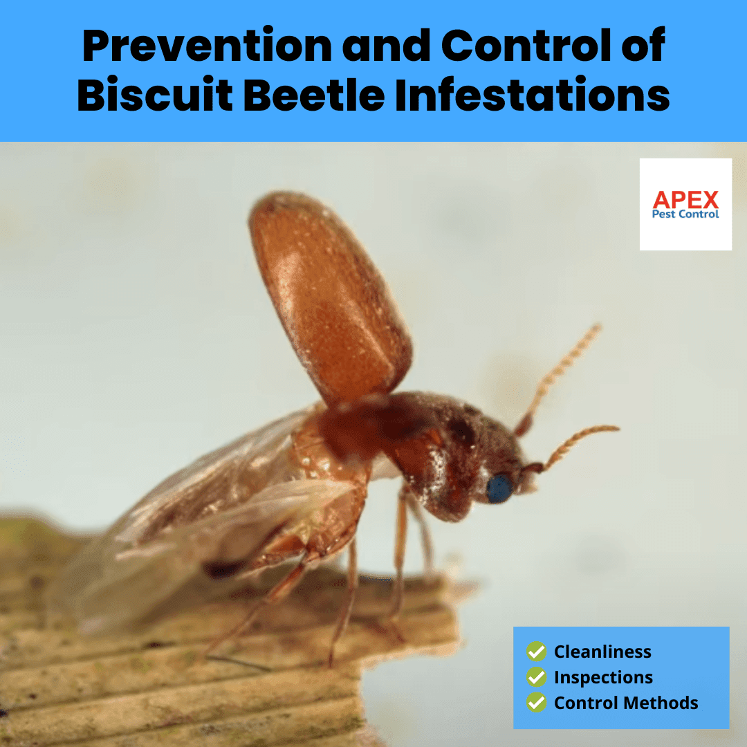 Prevention and Control of Biscuit Beetle Infestations